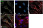 FASN Antibody in Immunocytochemistry (ICC/IF)