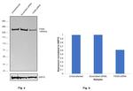 FASN Antibody in Western Blot (WB)