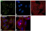 Fumarase Antibody in Immunocytochemistry (ICC/IF)