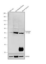 Fumarase Antibody in Western Blot (WB)