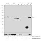 Fumarase Antibody in Western Blot (WB)