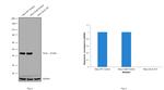 Glutamine Synthetase Antibody