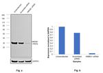 HMGB1 Antibody in Western Blot (WB)