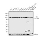 IDE Antibody in Western Blot (WB)