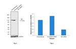 IDE Antibody in Western Blot (WB)