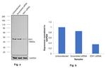 IDH1 Antibody in Western Blot (WB)