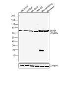 SDHA Antibody in Western Blot (WB)