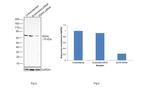 SDHA Antibody in Western Blot (WB)