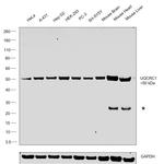 UQCRC1 Antibody in Western Blot (WB)