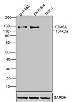 KDM6A Antibody in Western Blot (WB)