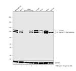 Cullin 4A Antibody in Western Blot (WB)