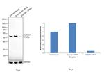 SQSTM1 Antibody in Western Blot (WB)