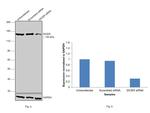 Dicer Antibody in Western Blot (WB)