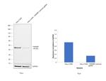 TDP-43 Antibody