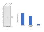 TDP-43 Antibody