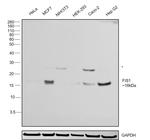 FIS1 Antibody in Western Blot (WB)