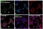 NLRC4 Antibody in Immunocytochemistry (ICC/IF)