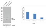 Emerin Antibody in Western Blot (WB)