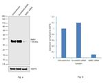 SMN1/SMN2 Antibody in Western Blot (WB)