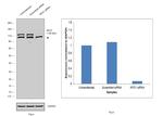 CRM1 Antibody in Western Blot (WB)