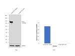 CD10 Antibody in Western Blot (WB)