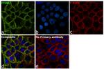 Integrin beta 1 (CD29) Antibody in Immunocytochemistry (ICC/IF)