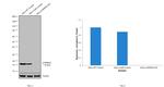 p16INK4a Antibody in Western Blot (WB)