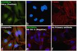 p16INK4a Antibody in Immunocytochemistry (ICC/IF)