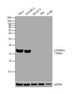 p16INK4a Antibody in Western Blot (WB)