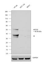 Cytokeratin 20 Antibody