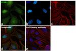 Cyclin B1 Antibody in Immunocytochemistry (ICC/IF)