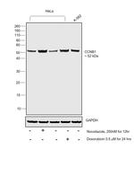 Cyclin B1 Antibody in Western Blot (WB)