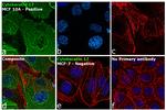 Cytokeratin 17 Antibody