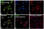 GSTP1 Antibody in Immunocytochemistry (ICC/IF)