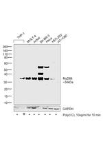 MyD88 Antibody in Western Blot (WB)