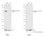 Phospho-GluR1 (Ser845) Antibody in Western Blot (WB)