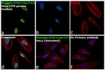 Phospho-Stat1 (Ser727) Antibody