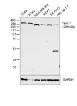 Talin Antibody in Western Blot (WB)