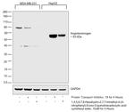 Angiotensinogen Antibody