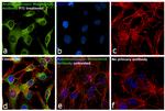 Angiotensinogen Antibody in Immunocytochemistry (ICC/IF)