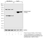 Angiotensinogen Antibody in Western Blot (WB)