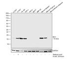 IBA1 Antibody in Western Blot (WB)