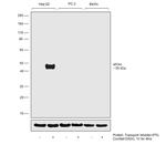 Apolipoprotein H Antibody in Western Blot (WB)