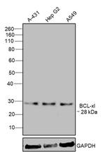 Bcl-xL Antibody in Western Blot (WB)