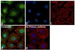 Bcl-xL Antibody in Immunocytochemistry (ICC/IF)