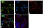 Carbonic Anhydrase II Antibody in Immunocytochemistry (ICC/IF)