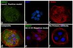 CDH17 Antibody in Immunocytochemistry (ICC/IF)