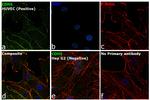 VE-cadherin Antibody