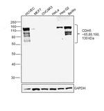 VE-cadherin Antibody in Western Blot (WB)