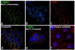 beta Catenin Antibody in Immunocytochemistry (ICC/IF)